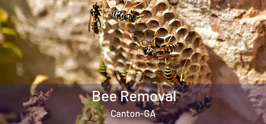  Bee Removal Canton-GA