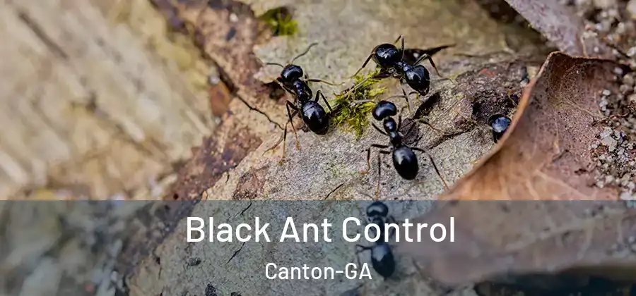 Black Ant Control Canton-GA