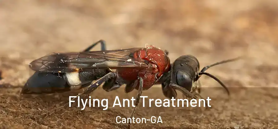 Flying Ant Treatment Canton-GA