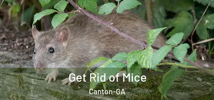 Get Rid of Mice Canton-GA