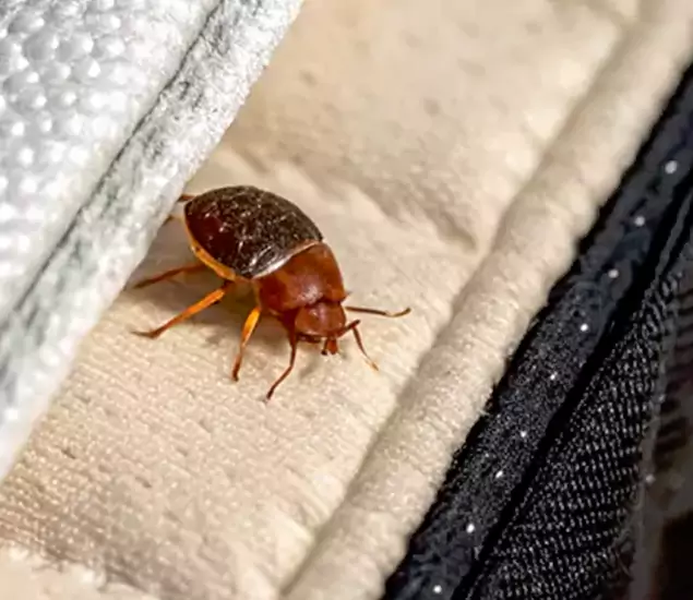 Trusted Bed Bug Prevention Specialists in Canton, GA