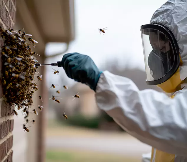 Your Bee Removal Company in Canton, GA