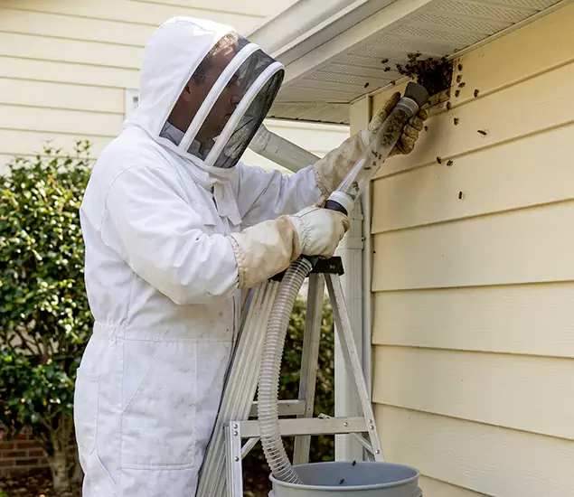 Your Affordable Bee Removal Company in Canton, GA