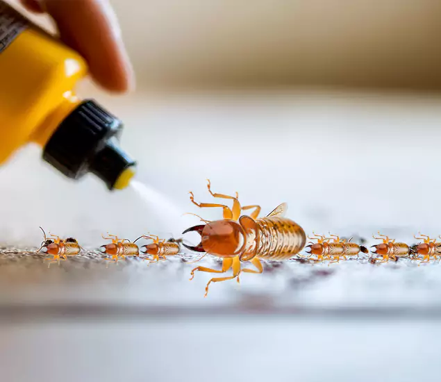 Reliable Bora Care Termite Experts in Canton, GA