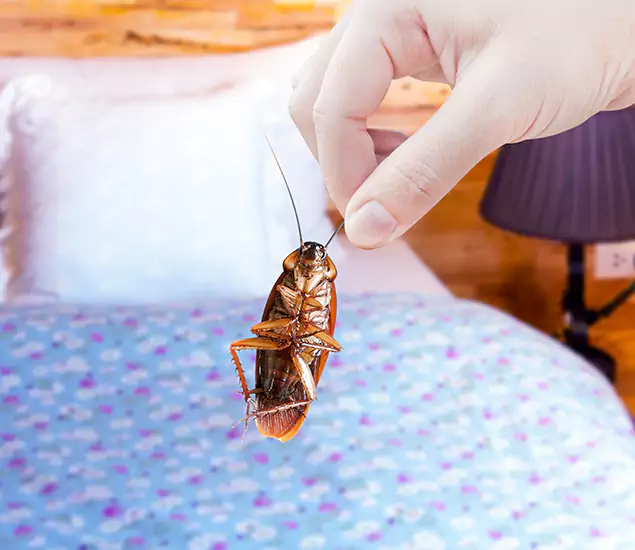 Expert Roach Control Services: Your Cockroach Pest Control in Canton, GA
