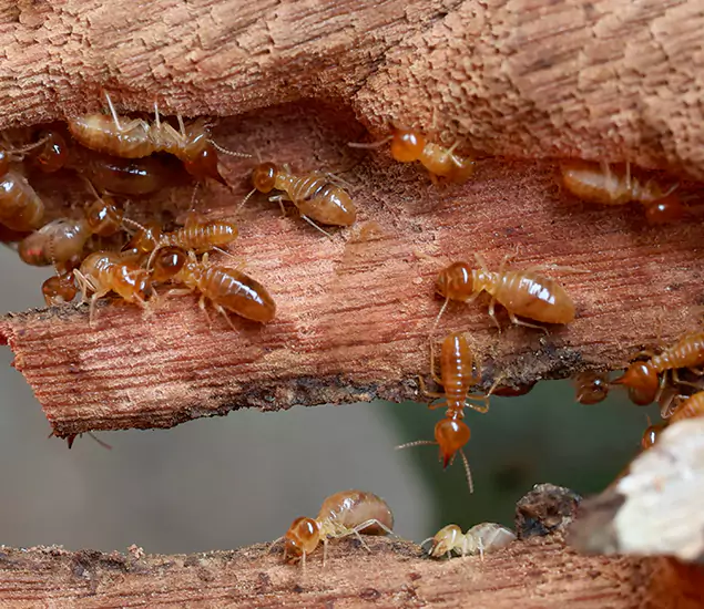 About Our Drywood Termite Treatment Experts in Canton, GA