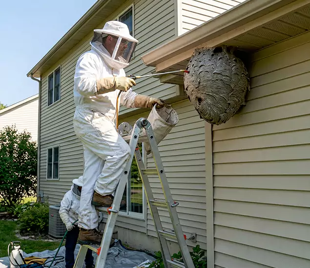Expert Wasp Nest Removal: Your Local Wasp Nest Removal Company in Canton, GA