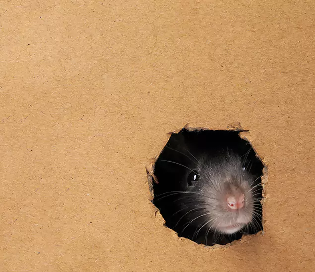Rats in Attic Removal Experts in Canton, GA