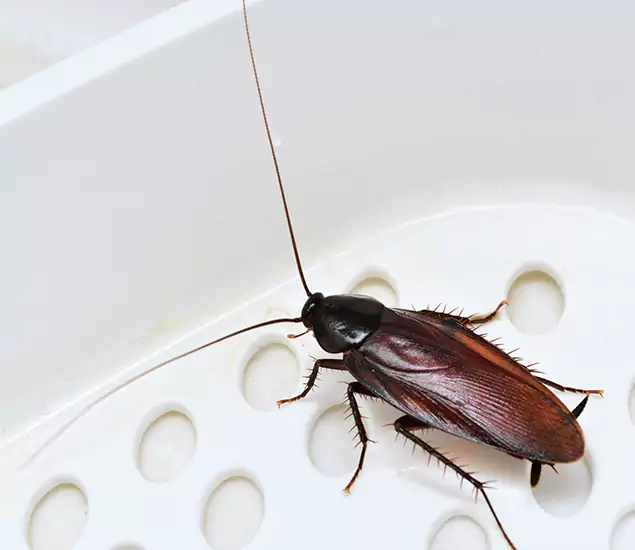 Trusted Cockroach Exterminator: Your Roach Control Services in Canton, GA