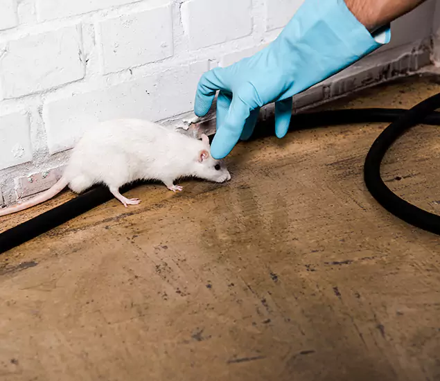 About Rodent Control Experts in Canton, GA
