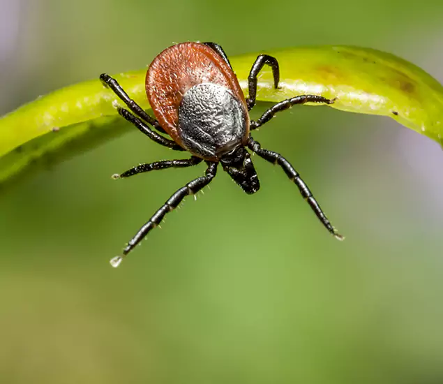 Your Trusted Tick Pest Control in Canton, GA