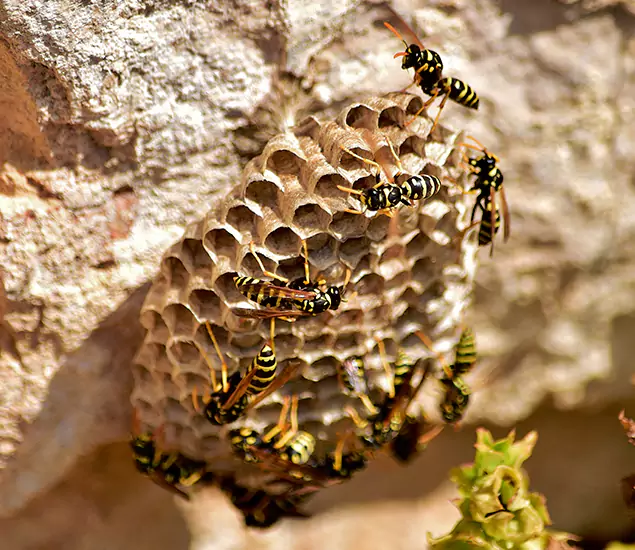 Your Best Wasp Removal Company in Canton, GA