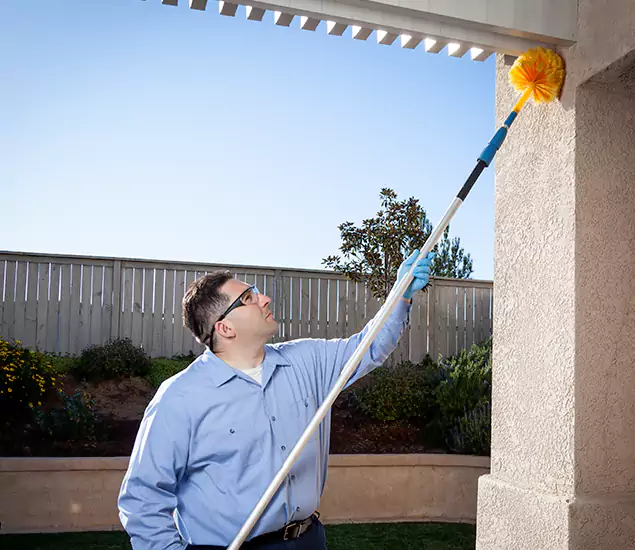 Your Trusted Wasp Removal Company in Canton, GA