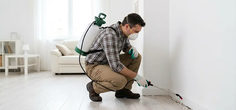 Seasonal Ant Infestation Control in Canton