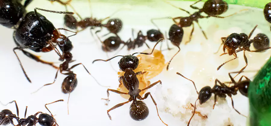 Argentine Ant Barrier Treatment in Canton