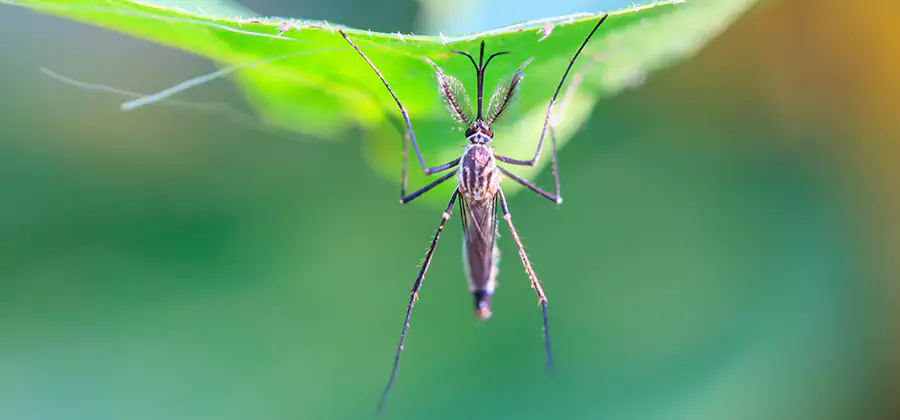Natural Mosquito Spray for Yard in Canton