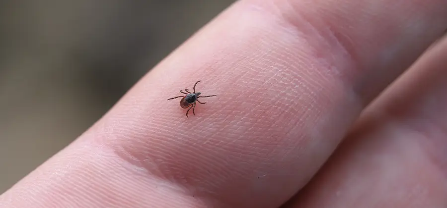 Infection Prevention for Bed Bug Bites in Canton