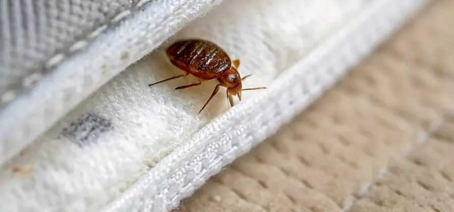 Tenting Bed Bug Fumigation in Canton