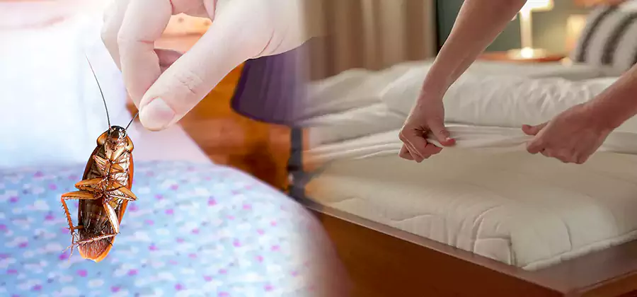 Bed Bug Home Extermination Service in Canton