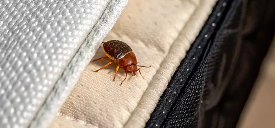Commercial Bed Bug Control in Canton