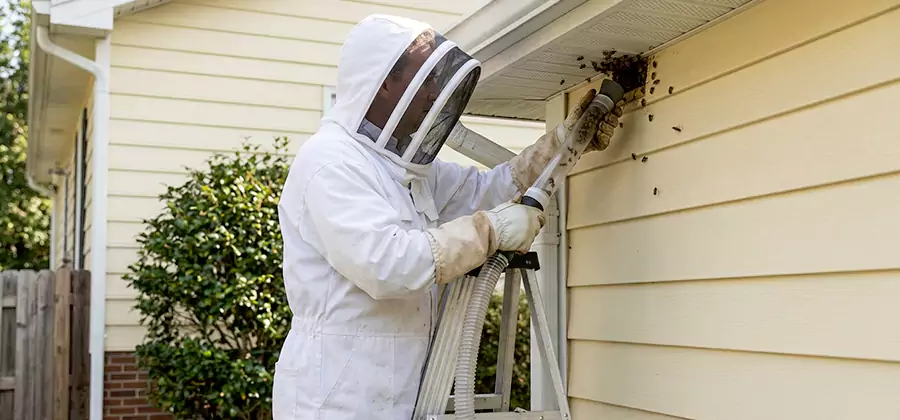 Ground Bee Removal in Canton
