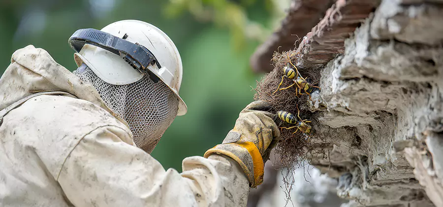 Bee and Wasp Hornet Removal in Canton