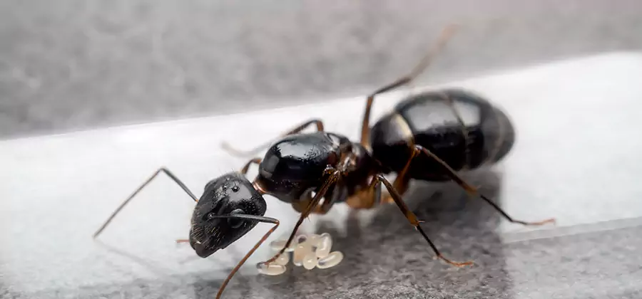 Black Ants in Kitchen Elimination in Canton