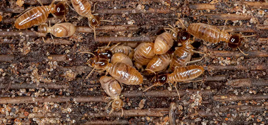 Bora Care Residential Termite Control in Canton