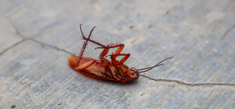 Cockroach Eradication for Commercial Properties in Canton