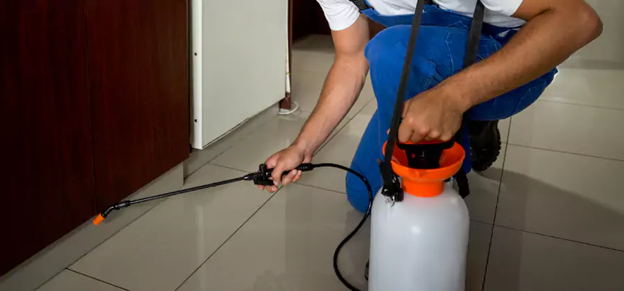Palmetto Bug Exterminator in Canton