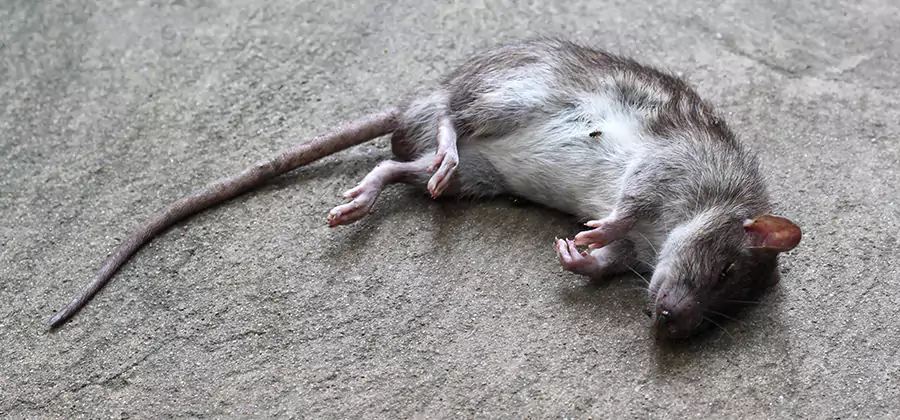 Dead Rat Disposal in Canton