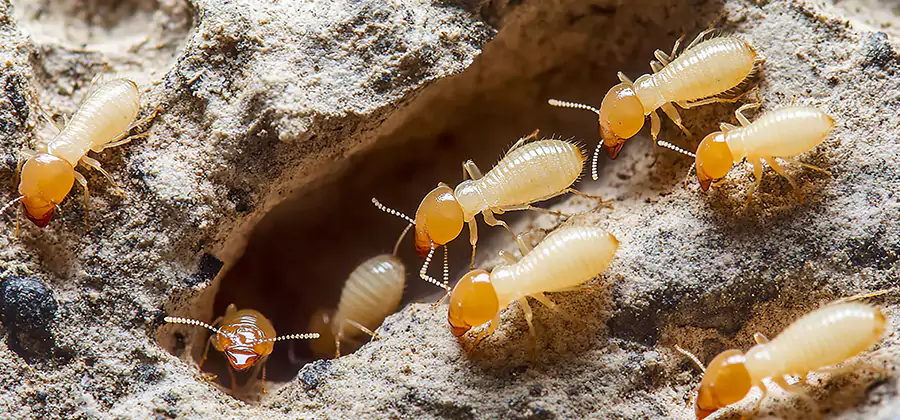 Termite Exterminator Services in Canton