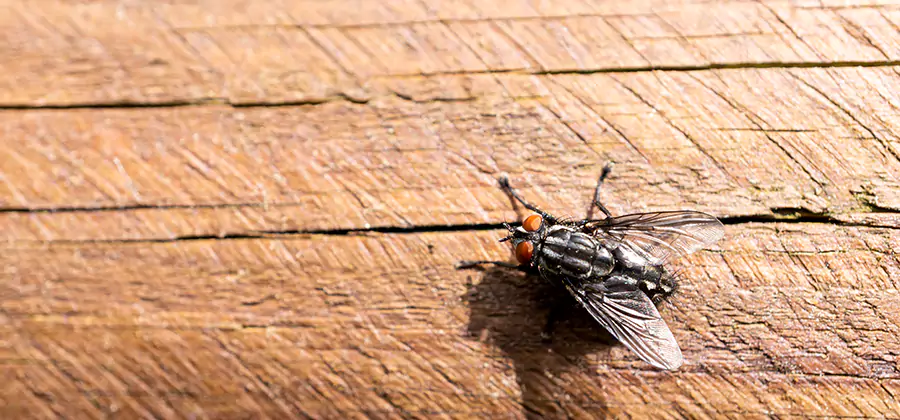 Flying Ant Barrier Treatment in Canton