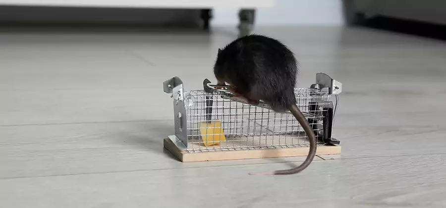 Mice in Attic Removal Canton