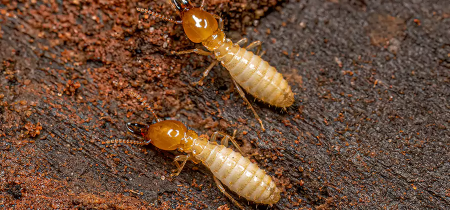 Structural Heat Termite Treatment in Canton