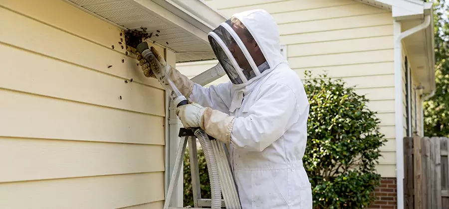 Wasp Nest in Wall Removal in Canton
