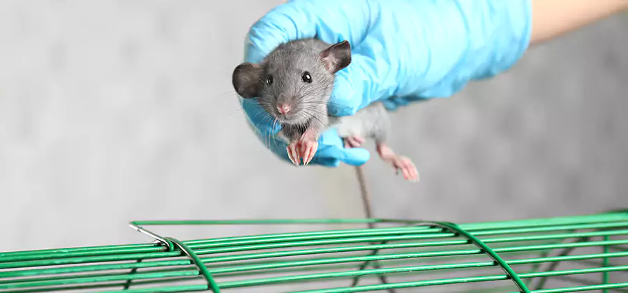 Humane Rat Trapping in Canton