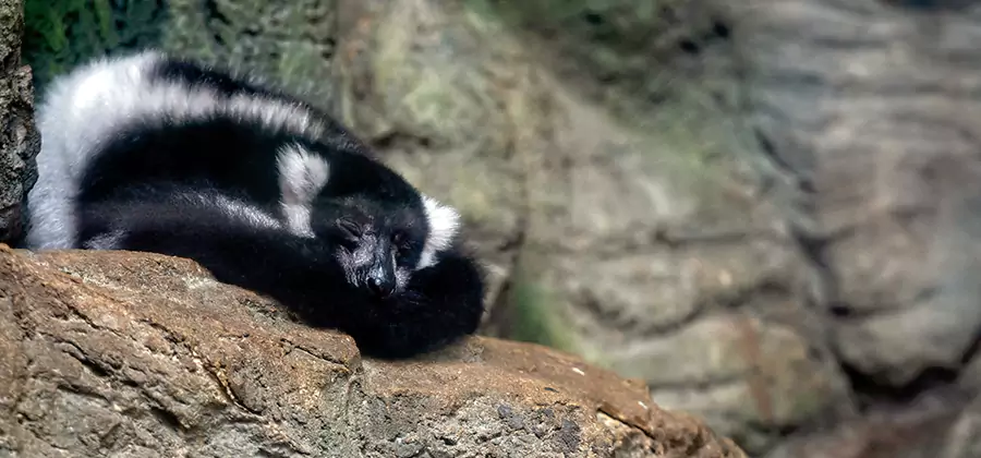 Humane Skunk Removal in Canton