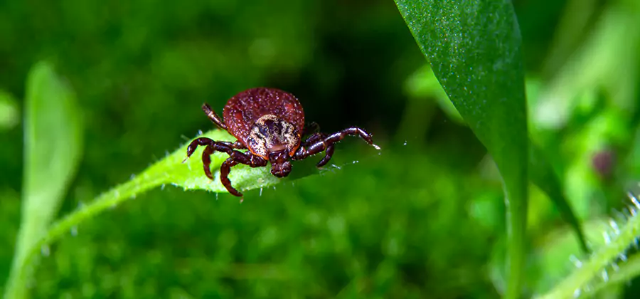Tick Prevention for Yard in Canton