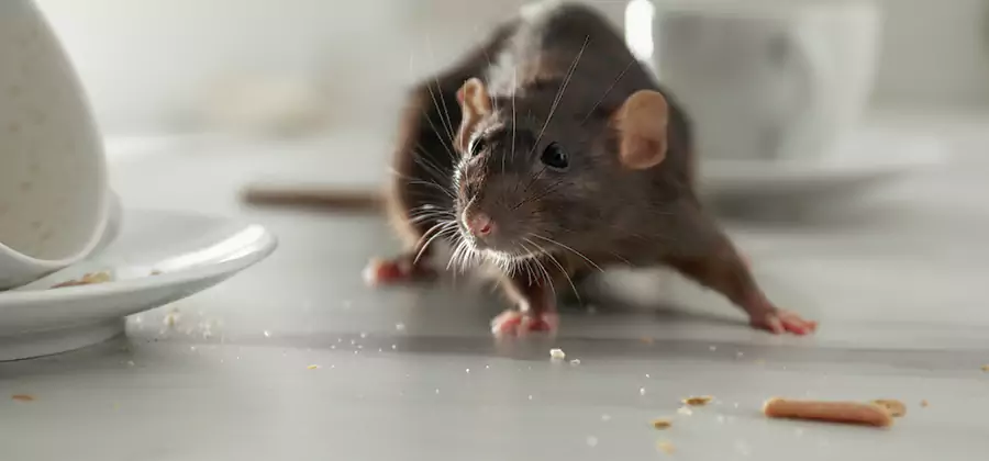 Rodent Feces Removal in Canton