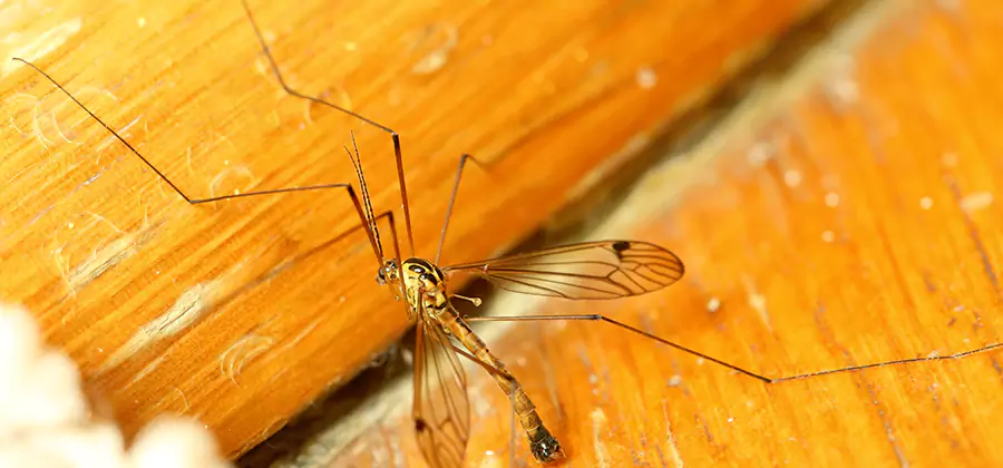 Exterior Mosquito Control in Canton