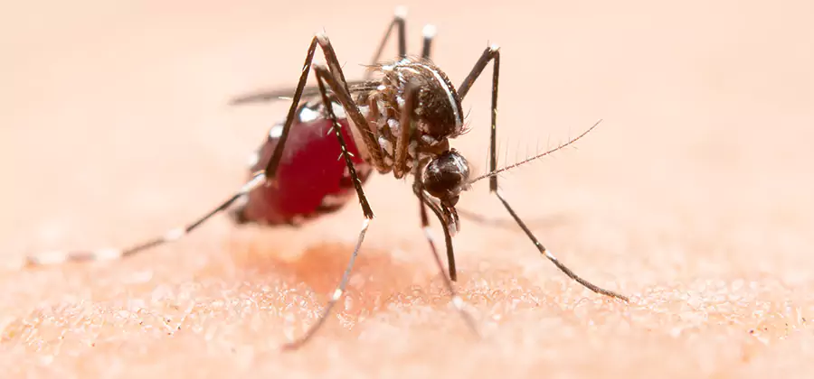 Indoor Mosquito Killer and Interior Control in Canton