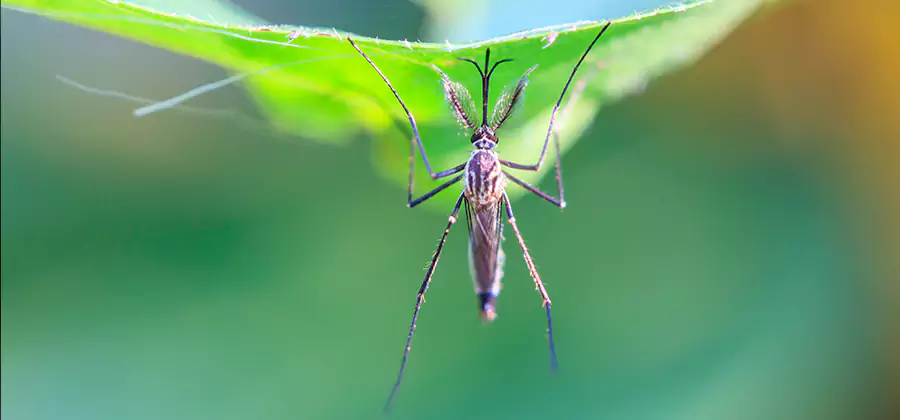 Pest and Mosquito Control for Yard and Patio in Canton