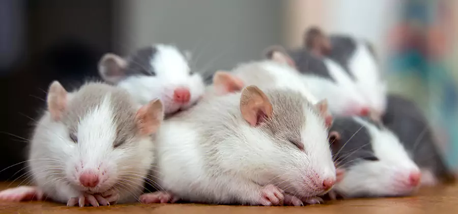 Canton Pet Safe Mice Control