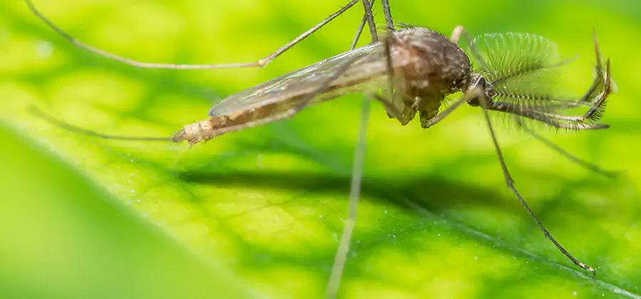 Herbal Mosquito Repellent Treatment in Canton