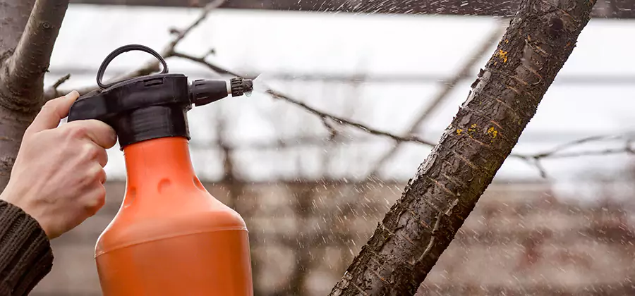 Orange Oil Structural Cavity Treatment in Canton