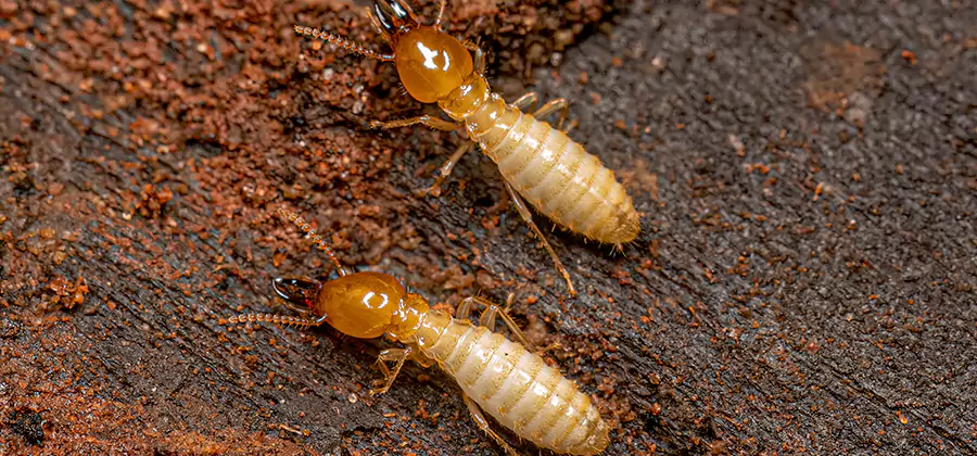 Natural Ant Hill Killer Treatment in Canton