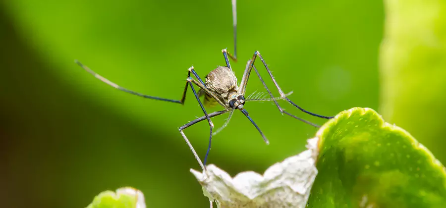 Natural Outdoor Mosquito Repellent in Canton