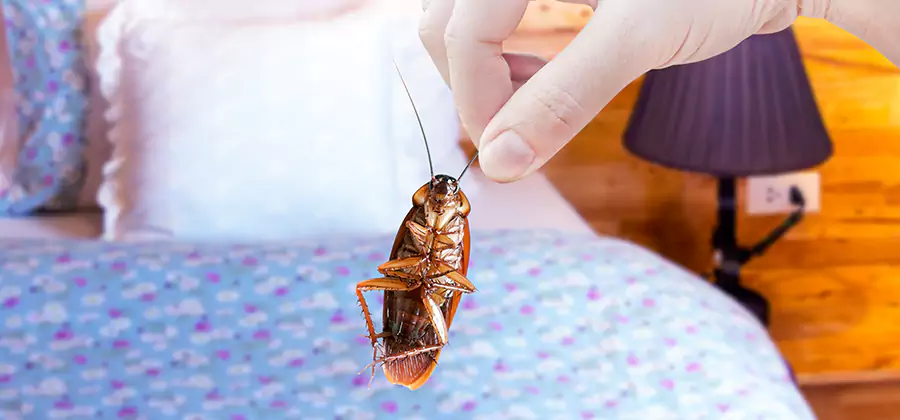 Bed Bug Inspection in Canton