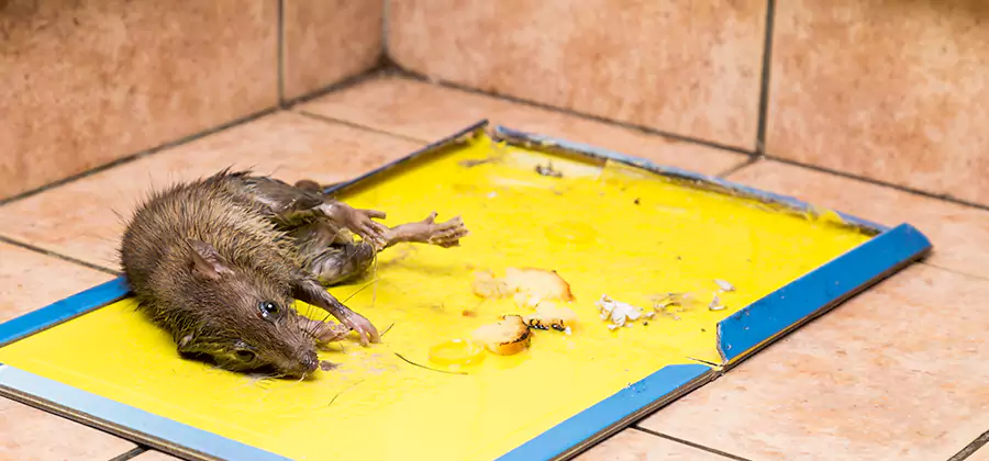 Rat Trapping Service In Canton